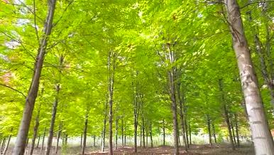 4K低空航拍枫树林枫叶自然风景森林树木视频的预览图